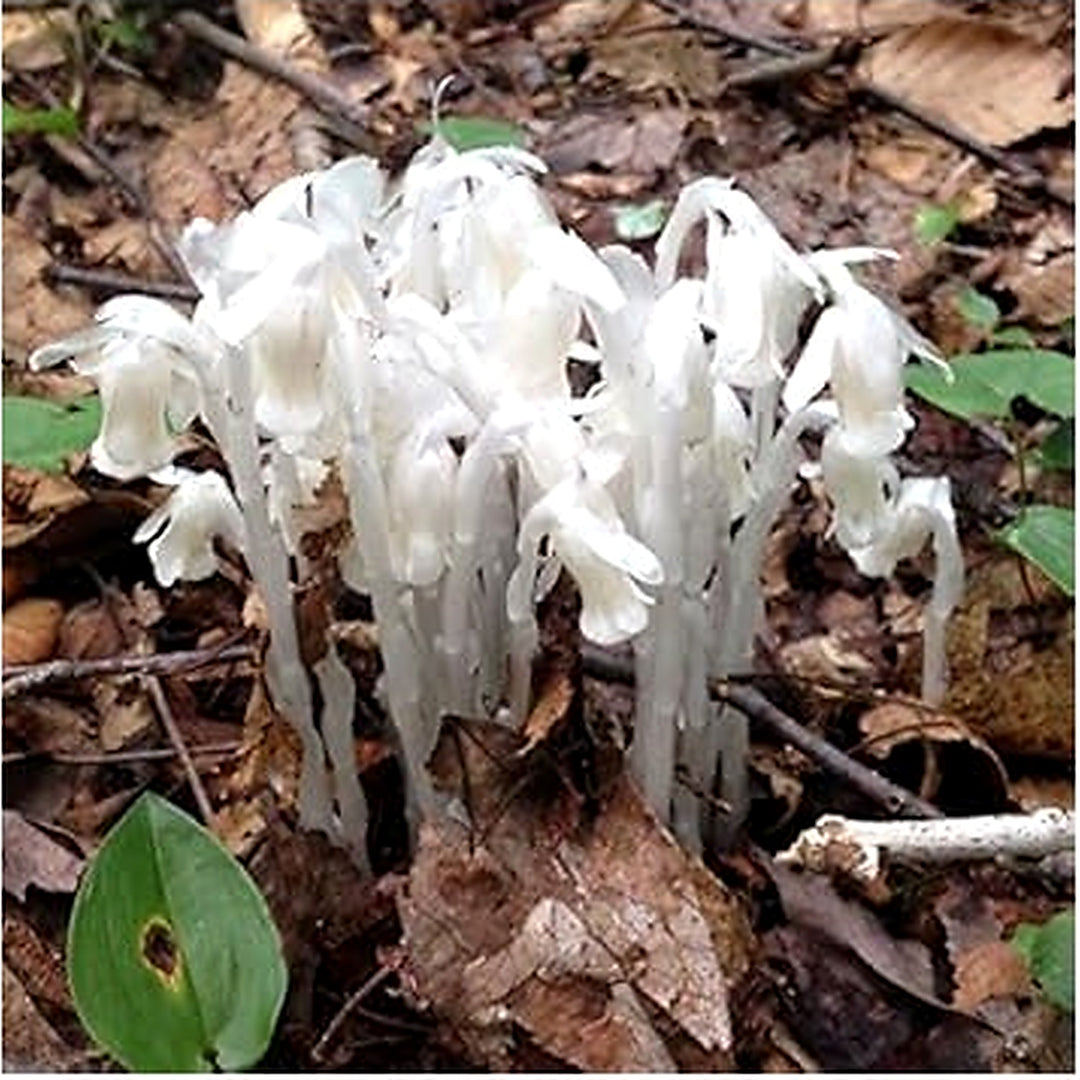 White Organic Pipe Flower For Planting Heirloom Non Gmo Flower Seeds for Home Garden Planting, Lush [neera-v5-43cdb6685d6e007a147e]