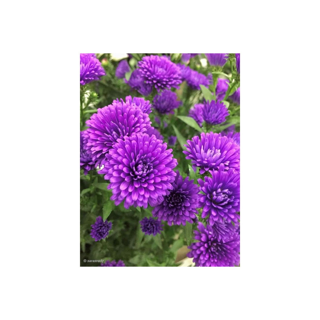 Violet Aster Rainbow Chrysanthemum Perennial Flower Flower Seeds for Home Garden Planting, [neera-v5-43d6867eea4193d1c8b5]