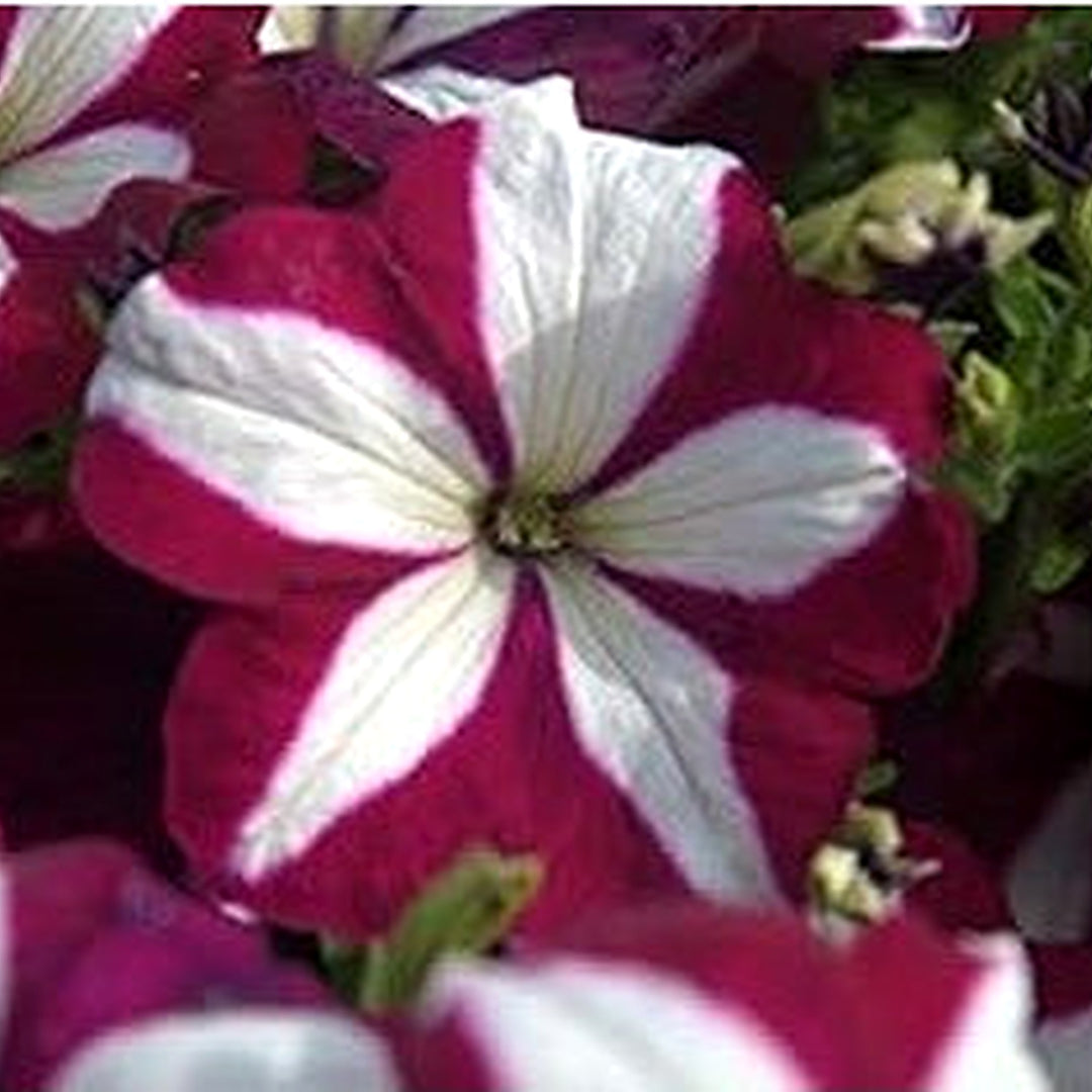Petunia Flower Seeds [neera-v5-43db1b673843b1697222]