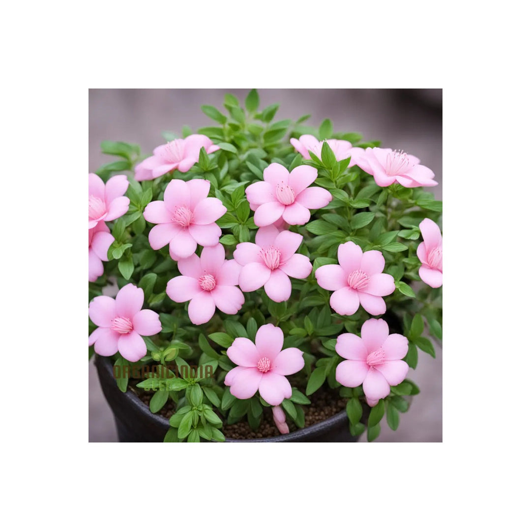 Pink Baby Yulan Flower For Planting Fresh Non Gmo Flower Seeds for Home Garden Planting, Landscape [neera-v5-43e575ce57e8b769e6b5]