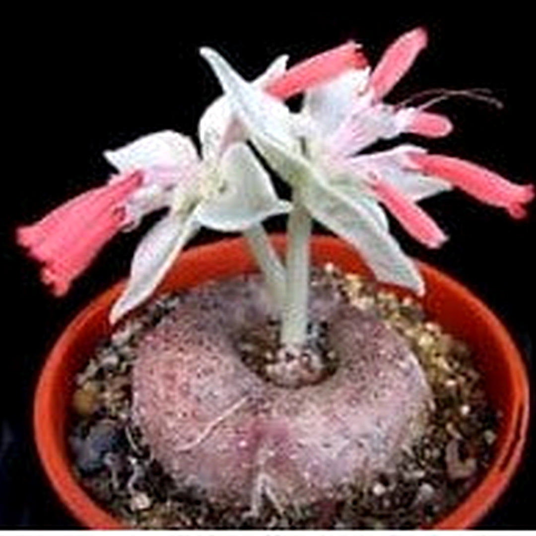 Heirloom Non-GMO Red Sinningia Leucotricha Plant Seeds [neera-v5-43e76a2ccf70aa44f88b]