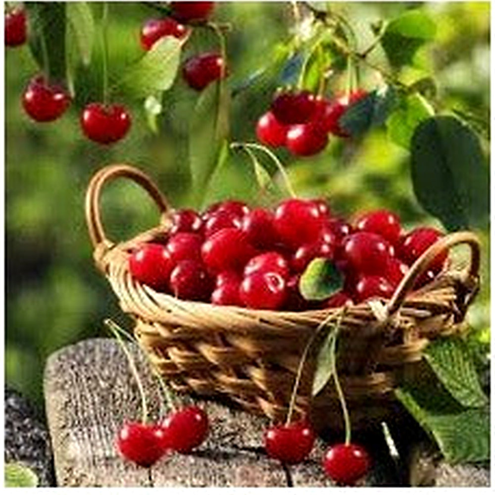 Heirloom Montmorency Cherry Fruit Seeds for Planting [neera-v5-43f864f688a093bfcee5]