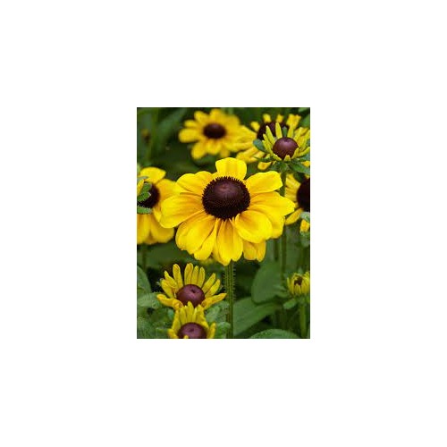 Rudbeckia hirta ‘Toto’ Black-Eyed Susan Seeds for Planting [neera-v5-43fcd46de069f611bb73]