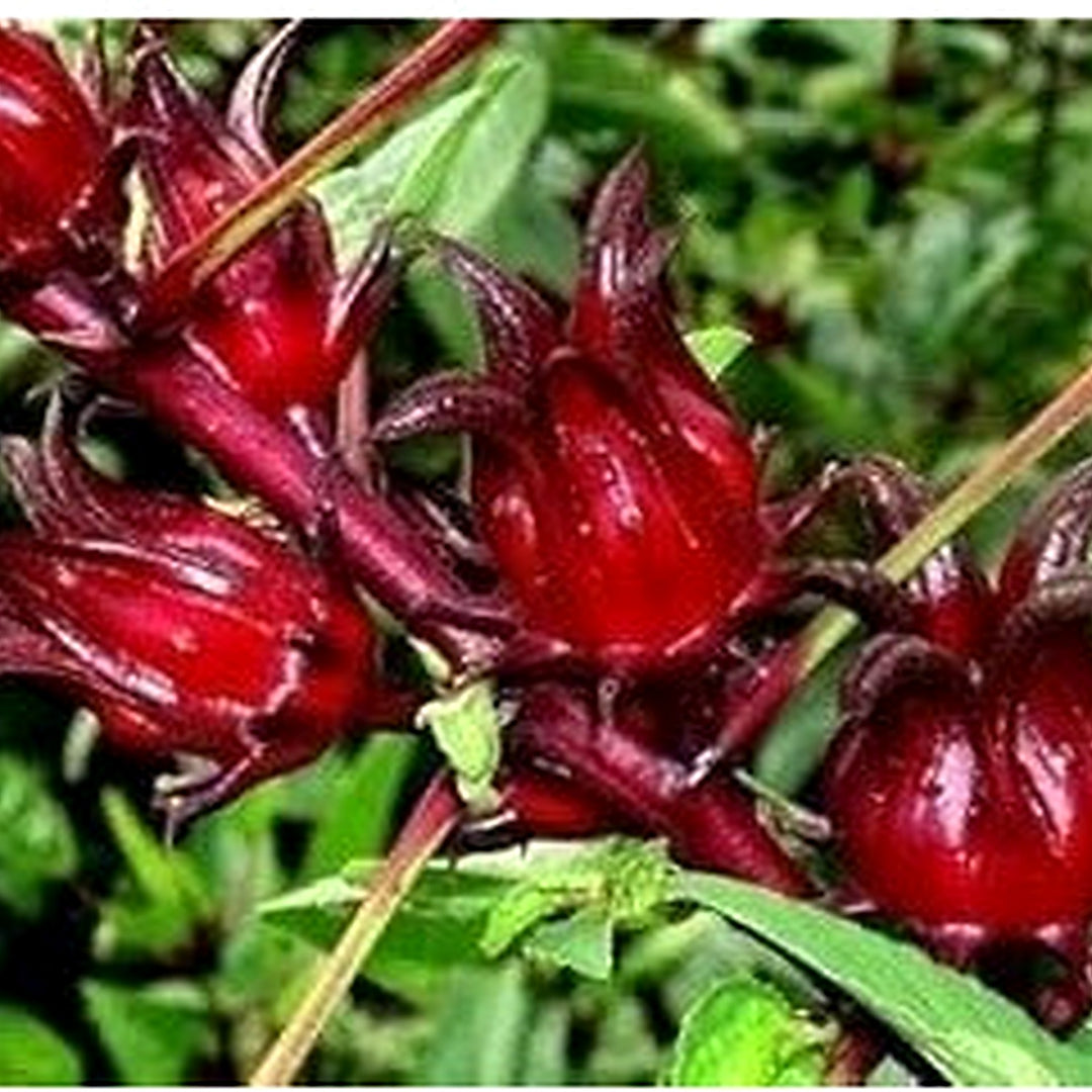 Roselle Flower Seeds for Planting [neera-v5-43ff7bfb800c6394c33d]