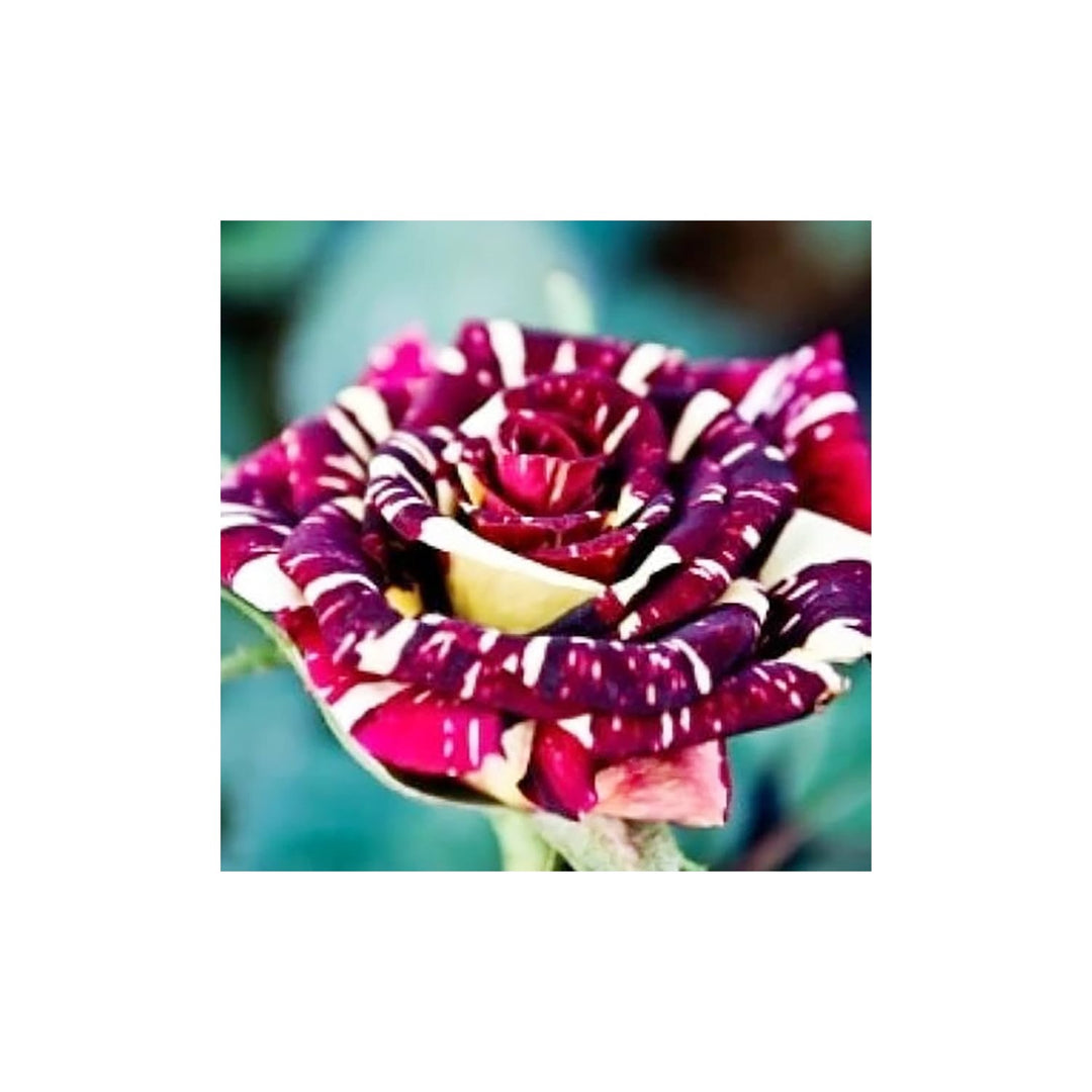 Rose Rosa Hybrida Lila Dragon Flower For Planting Suitable For Decorative Home Garden Pots [neera-v5-4404533f589b567ec0b9]