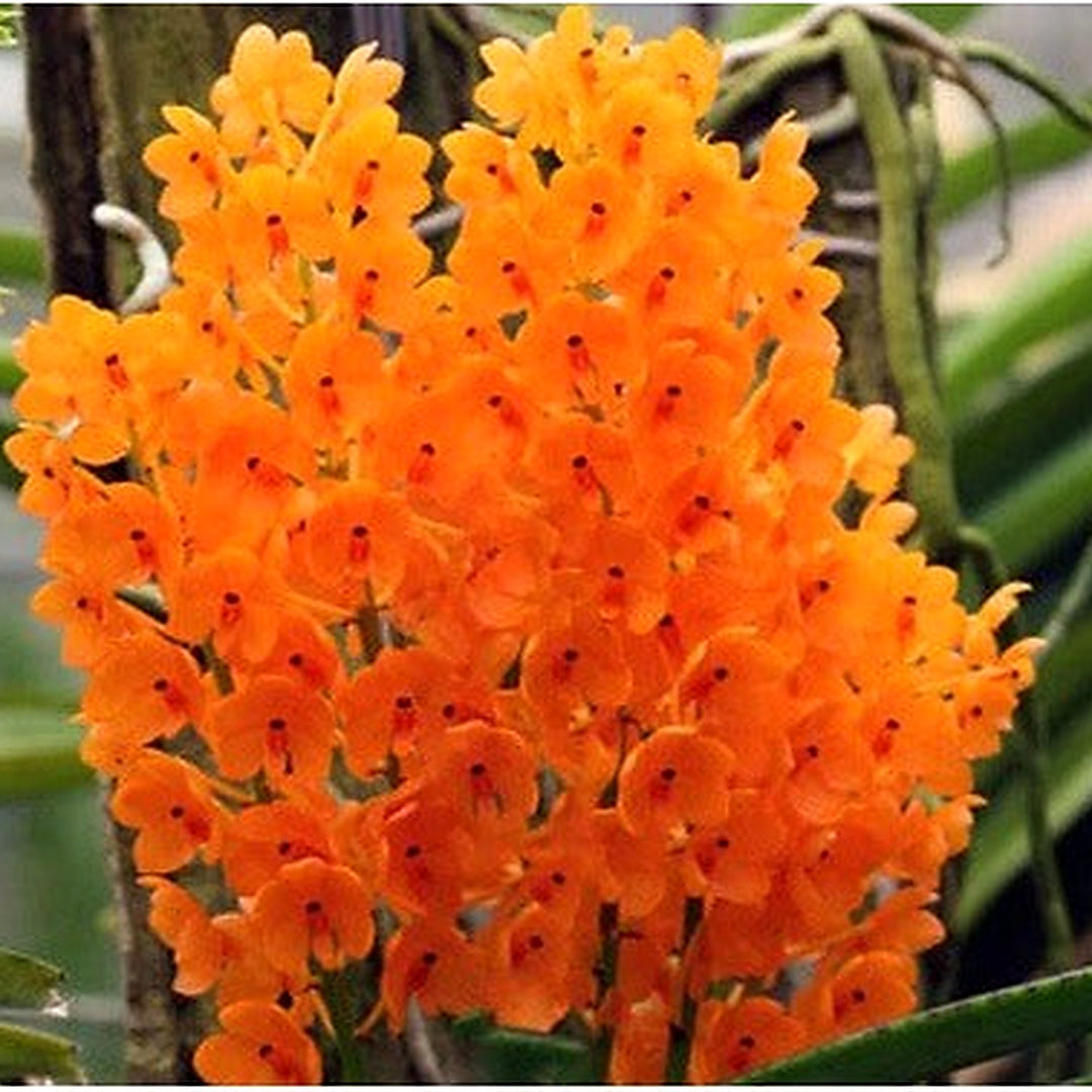 Light Yellow Ascocentrum Flower Seeds for Planting [neera-v5-4411b9a9011497d09ff3]