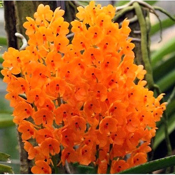 Light Yellow Ascocentrum Flower Seeds for Planting [neera-v5-4411b9a9011497d09ff3]