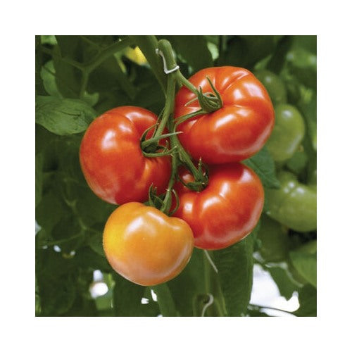 Greenhouse Winter Tomato Seeds [neera-v5-4446d43e56916cfc1b85]