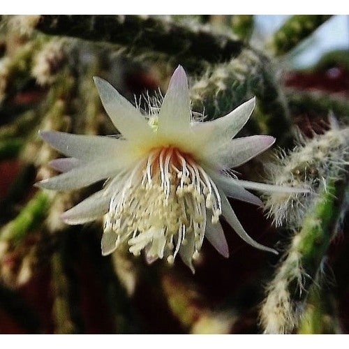Pilocarpa White Flower Seeds for Planting [neera-v5-444c274e393035609e31]