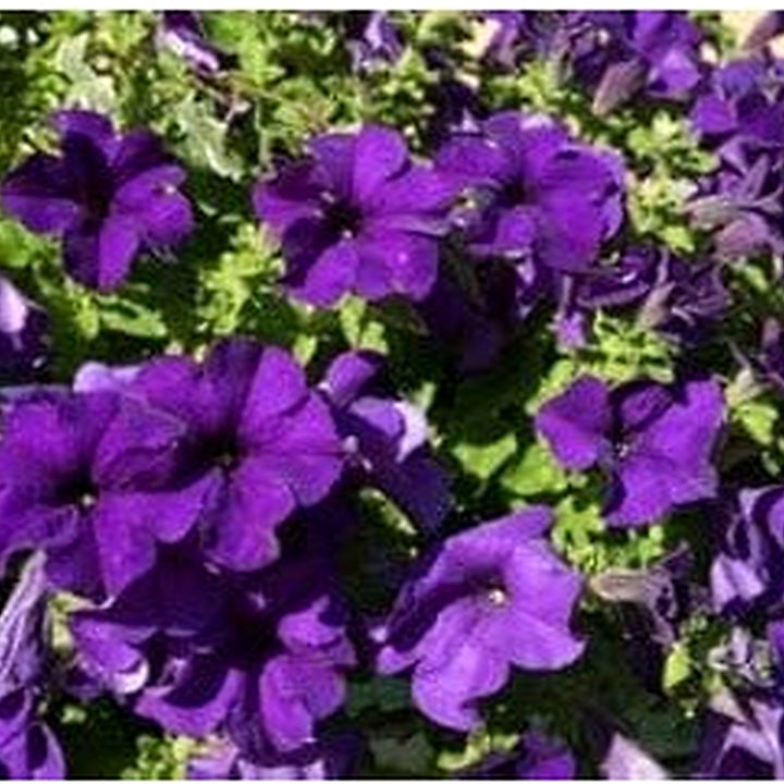 Oblique Petunia Flower Seeds for Planting [neera-v5-4457a33ba827dde2b34a]