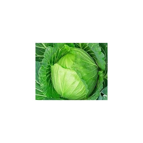 Cabbage Golden Acre Seeds [neera-v5-445b413cd16a20ed6f02]