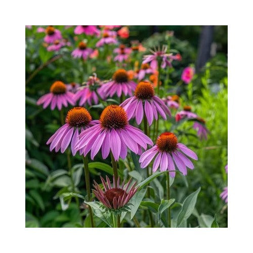 Purple Echinacea Planting Coneflower Non Gmo Attracts Bees Heirloom Perennial Pollinator [neera-v5-445dd223c8edd96d9a68]