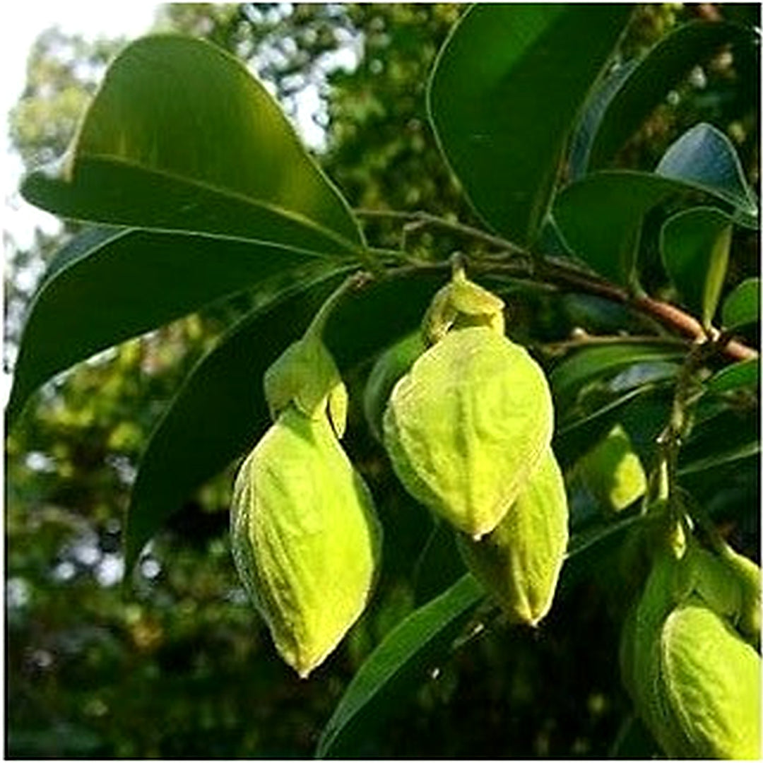 Organic Agarwood (Aquilaria) Seeds for Planting [neera-v5-4463d0da44b1cb61c772]