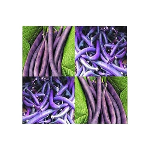 Purple Bean Vegetable Seeds for Planting [neera-v5-44692157cd78550d8bfc]