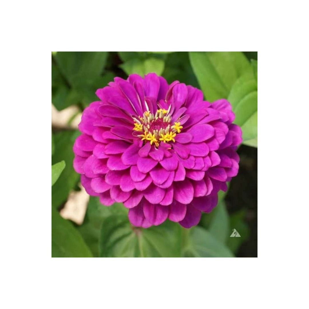 Purple Zinnia Prince Large Bloom Summer Fall Flower Flower Seeds for Home Garden Planting, [neera-v5-44798e2671836c6ba683]