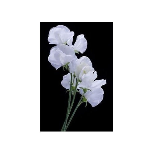 Heirloom White Sweet Pea Flower Seeds for Planting [neera-v5-44852989a656d29fb16c]