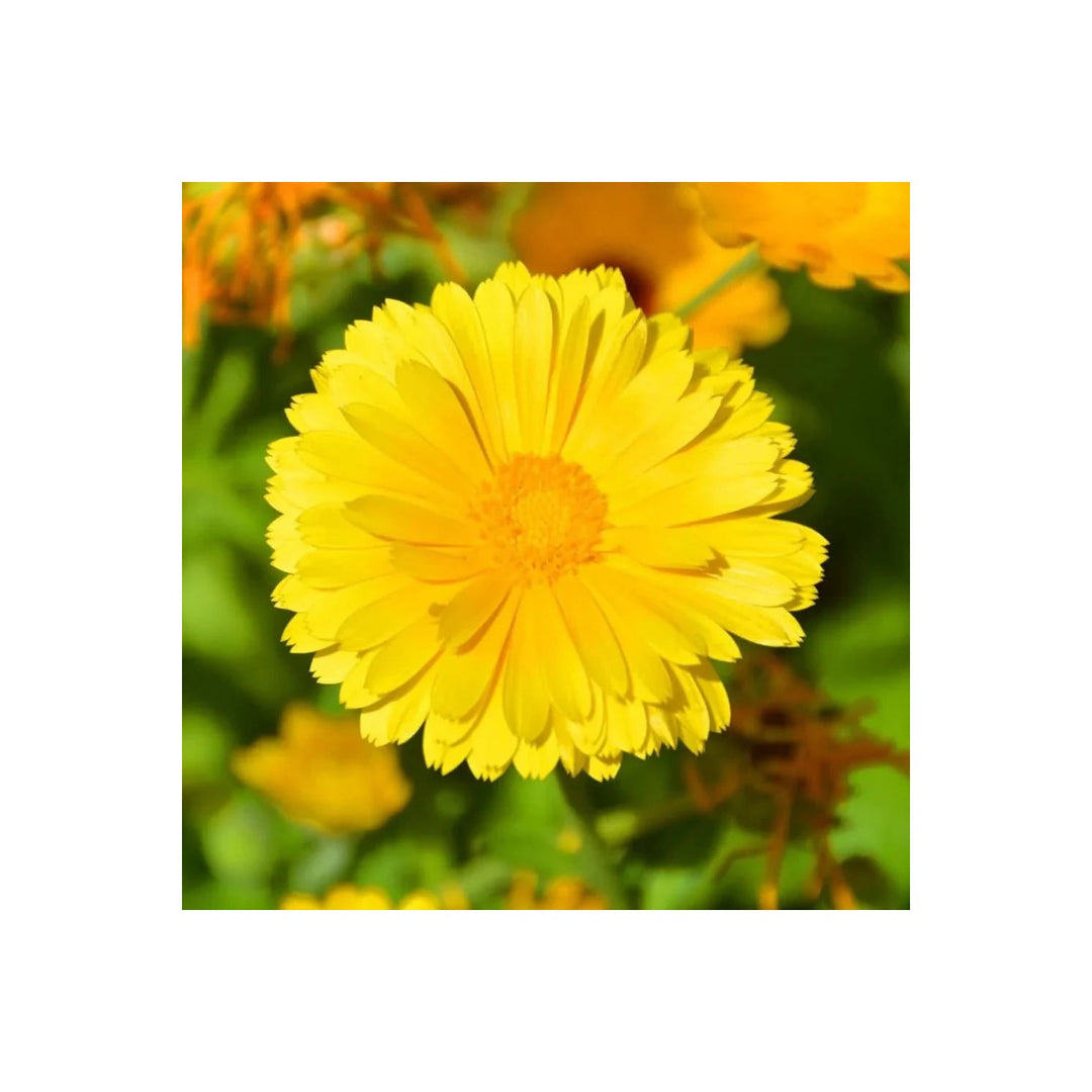 Coreopsis Dwarf Lance Coreopsis Flower Flower Seeds for Home Garden Planting, Colorful Organic [neera-v5-448beaebd45a52ecc944]