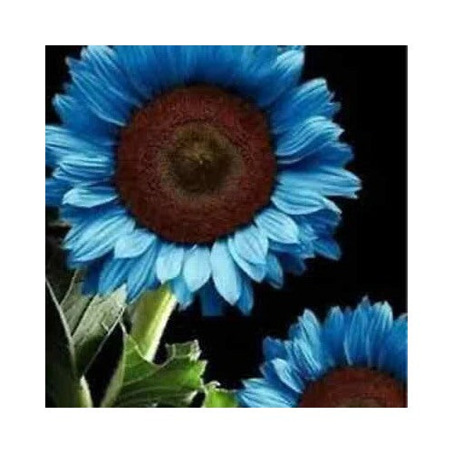 Blue Midnight Oil Sunflower Planting Plants Garden Planting Colorful Heirloom Non Gmo Flower [neera-v5-4492f747985f3db8754e]