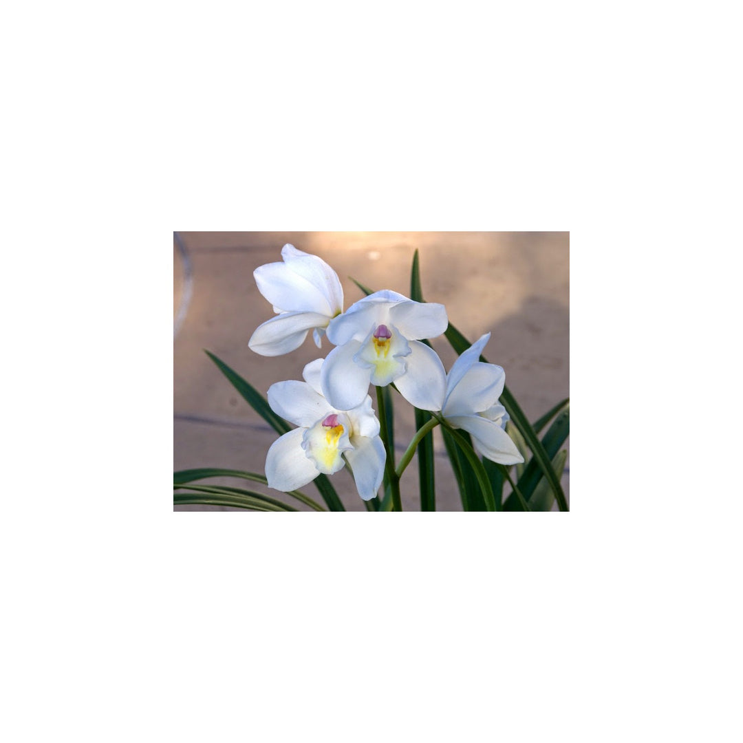 White Cymbidium Orchid Elegant Flower Flower Seeds for Home Garden Planting, Blooming Organic [neera-v5-449598c5267ebb467213]