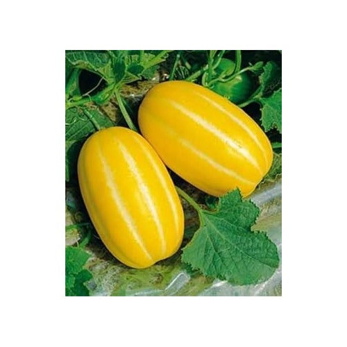 Yellow Musk Melon Fruit Seeds [neera-v5-44a4a3bac5fd68ba5e42]