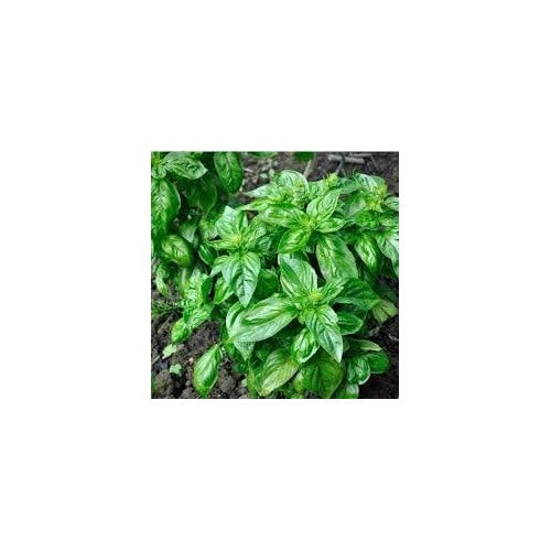 Italian Large Leaf Basil Seeds for Planting [neera-v5-44a9ed5566f185bc7584]