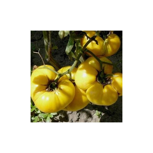 Heirloom Big Tomato Vegetable Seeds for Planting [neera-v5-44c54812dd4d85c0ef13]