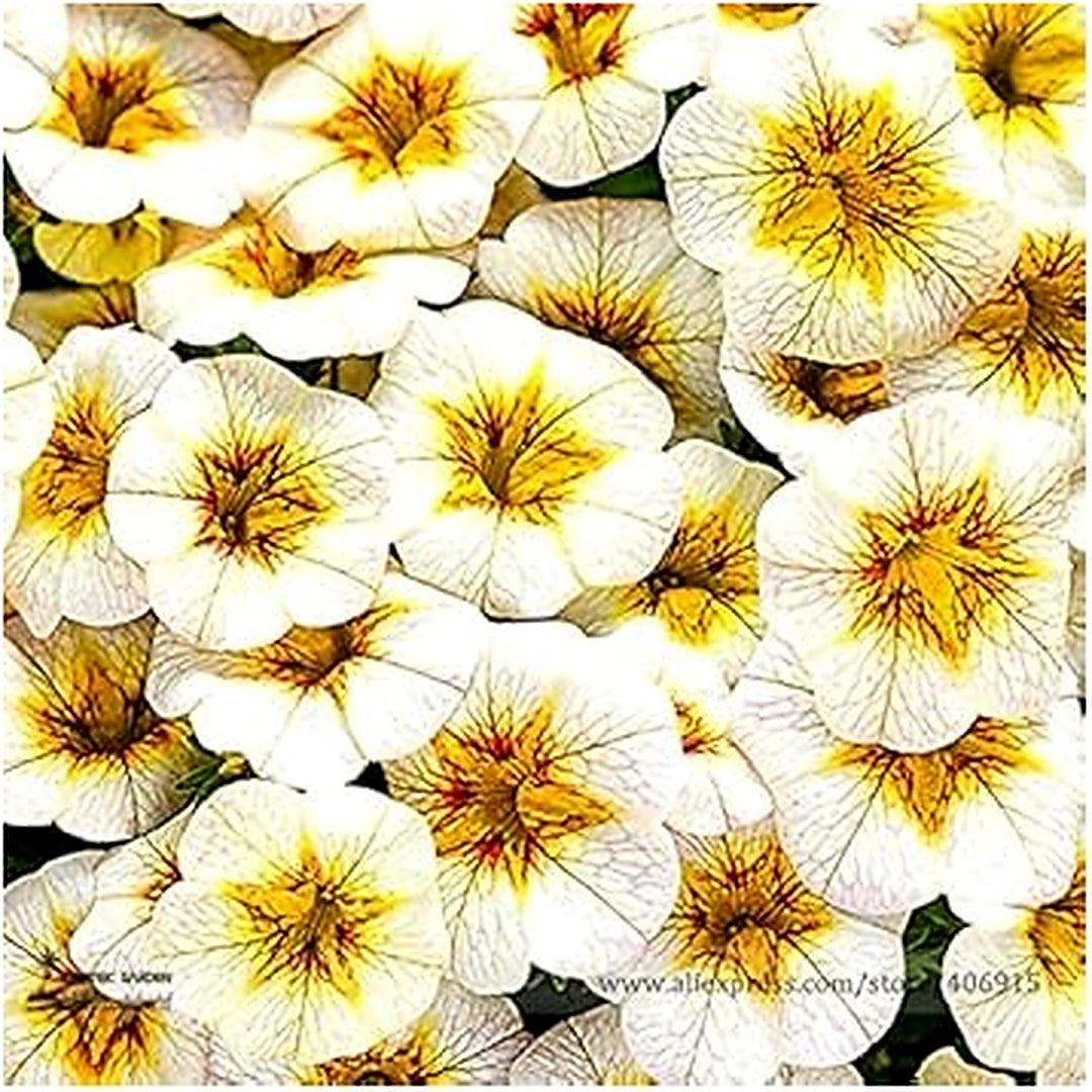 White Yellow Frostfire Flower Seeds for Planting [neera-v5-44c798192b7b92c5a460]