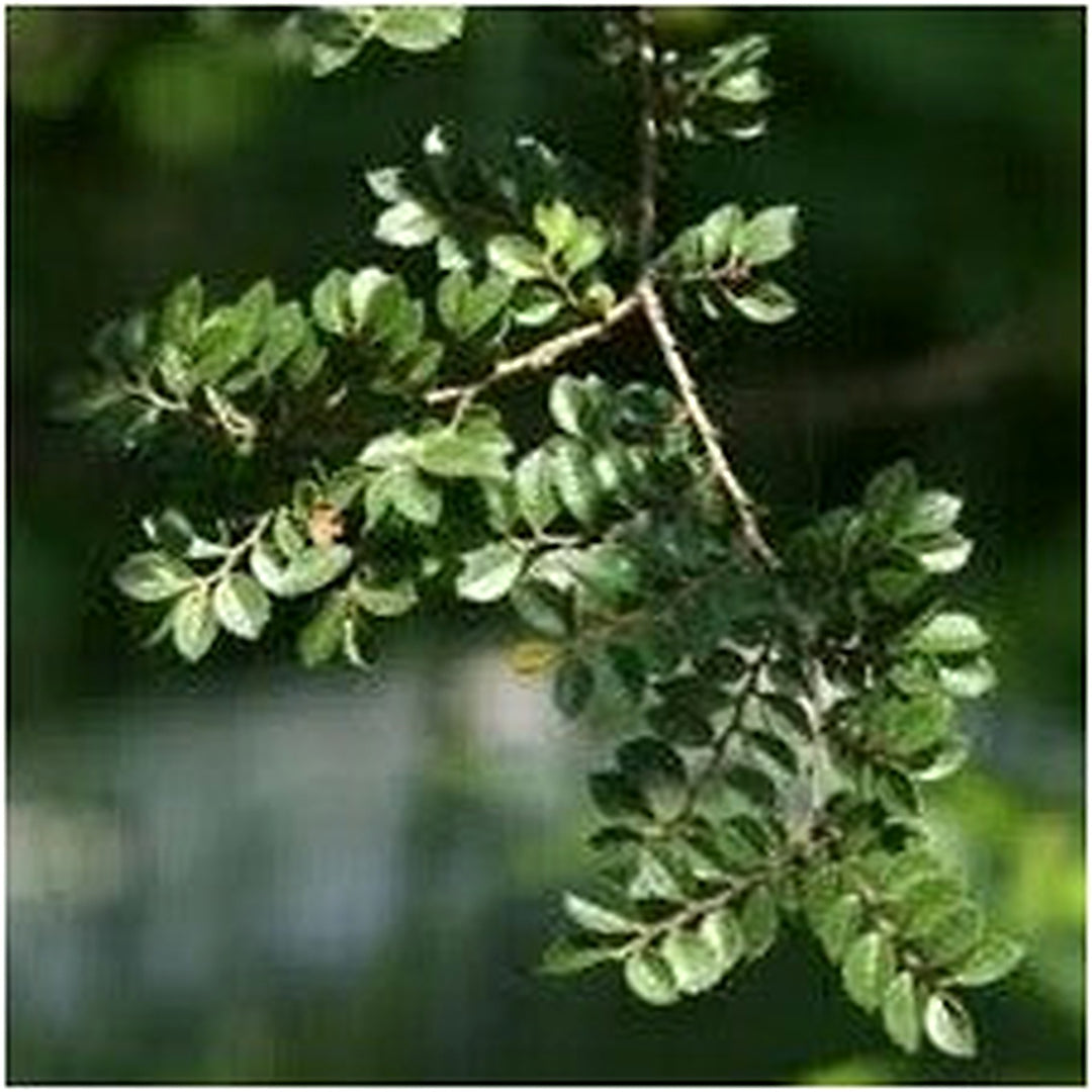 Green Eucalyptus Parvifolia Plant Seeds for Planting [neera-v5-44cc46b77170f8213be8]