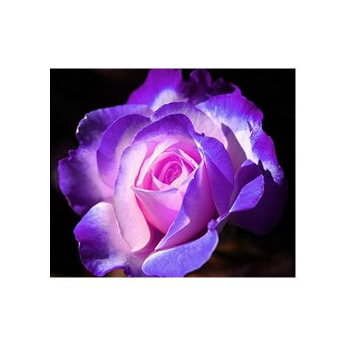 Heirloom Non-GMO Light Lavender Rainbow Rose Flower Seeds for Planting [neera-v5-44d11dc06634703f2e92]