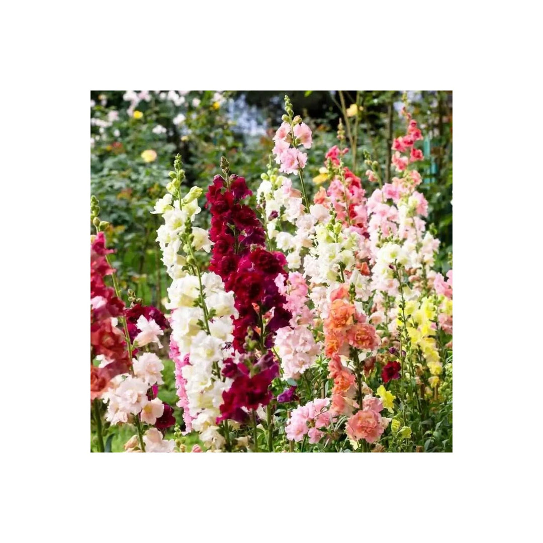 Snapdragon Antirrhinum Majus Flower For Planting In Kitchen Garden Borders Indoor Pots Flower [neera-v5-44e1da39284cbe4fe870]