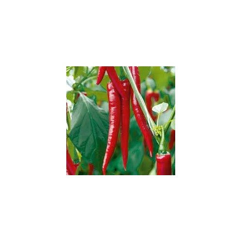 Pepper Chili Vegetable Seeds for Planting [neera-v5-44e35ea3e00c9940bd6b]
