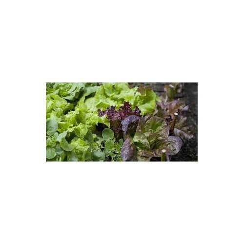Mixed Lettuce Vegetable Seeds for Planting [neera-v5-44e447bc168cbfcbbb7a]