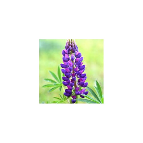 Purple Lupine Flower Heirloom Non Gmo Flower Seeds for Home Garden Planting, Premium Organic [neera-v5-44f08263587ee1464fad]