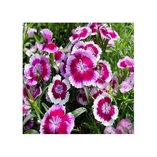 White Pink Dianthus Barbatus Flower Planting Flower Seeds Home Garden Planting, Landscape [neera-v5-44f2f7f81ce3233c8c21]