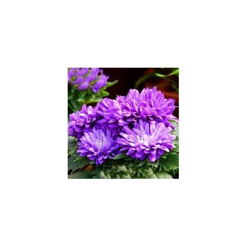 Purple China Aster Seeds for Planting [neera-v5-44f579b682efa0541d9f]