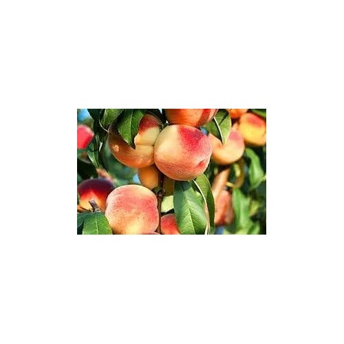 High-Yield Passion Fruit Seeds [neera-v5-44f811da2999256ce8d0]