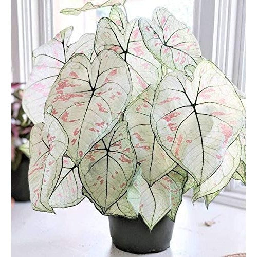 White Queen Caladium Leaf Seeds [neera-v5-44f9b64302d28d6daa87]