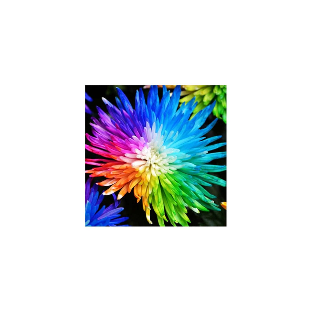 Chrysanthemum Rainbow Mixed Colors Rare Flower Flower Seeds for Home Garden Planting, Landscape [neera-v5-452f260cb56713b28356]