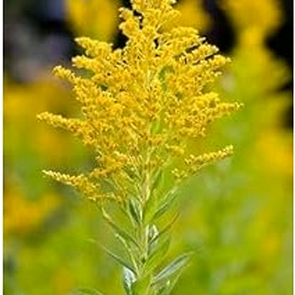 Goldenrod Flower Seeds for Planting | Heirloom Non-GMO High Germination Organic Garden Seeds [neera-v5-45347bcc33d9d2f893ff]