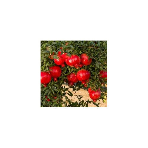 Pomegranate Wonderful Seeds [neera-v5-4542d001a08a70e035b5]