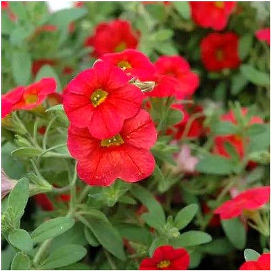 Red Scarlet Petunia Flower For Planting Heirloom Non Gmo Easy To Grow Garden Blooms Flower Seeds [neera-v5-45448cc521155575efc3]