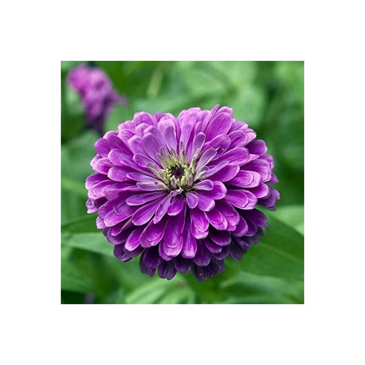 Purple Deep Zinnia Flower For Planting Non Gmo Heirloom Vibrant Blooms Flower Seeds for Home Garden [neera-v5-4544dc388ff6f862201c]
