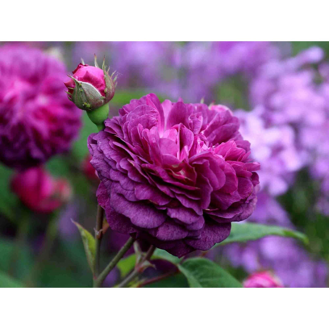 Purple Climbing Rose Rosa Setigera Flower For Planting Rare Variety In Backyard Garden Flower Seeds [neera-v5-4547badaceb07d51be81]