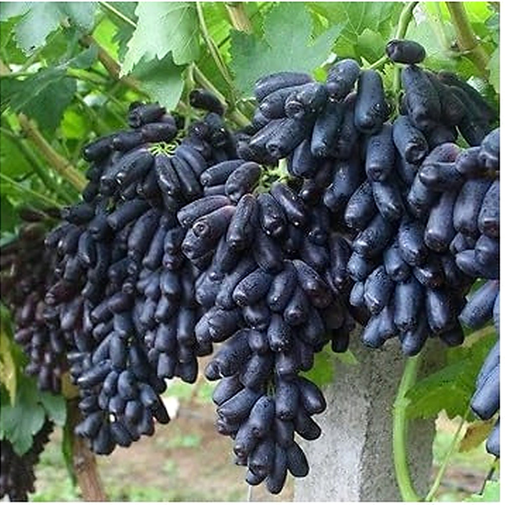 Finger Grapefruit Seeds for Planting [neera-v5-454b2a02f07299578cb9]