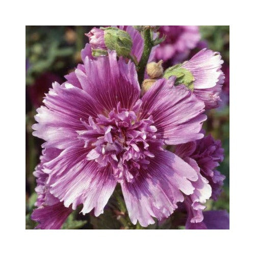 Purple Queeny Hollyhock Planting Aas Winner Heirloom Non Gmo Flower Seeds Home Garden [neera-v5-454e0d354907c9139ebc]