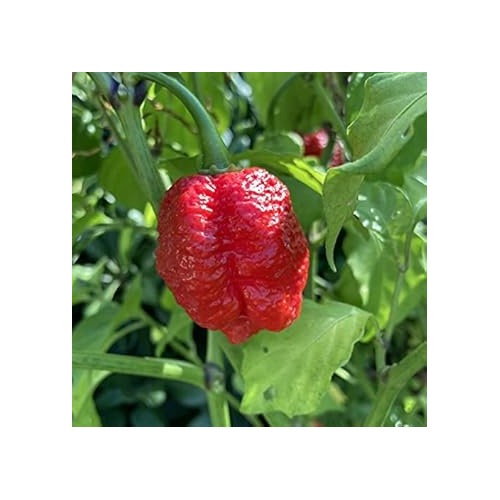 Heirloom Non-GMO Red Trinidad Pepper Vegetable Seeds for Planting [neera-v5-45516f55968051d6f87b]