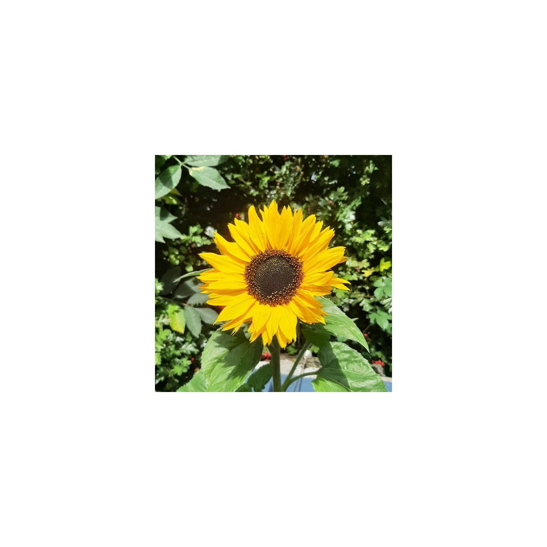 Skyscraper Sunflower Heirloom Non Gmo Flower For Planting Flower Seeds for Home Garden Planting, [neera-v5-45547919b2271312742e]
