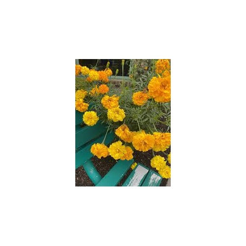 Finch Marigold Double Bloom For Garden And Container Planting Flower Seeds for Home Garden [neera-v5-455b75871562587b3f55]
