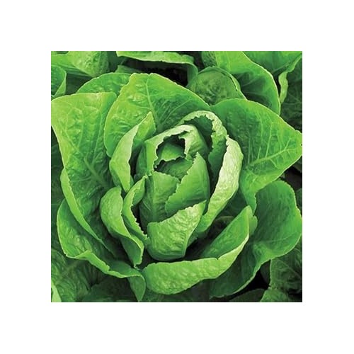 Jericho Lettuce Seeds for Planting [neera-v5-456bd6a28df170a6e265]
