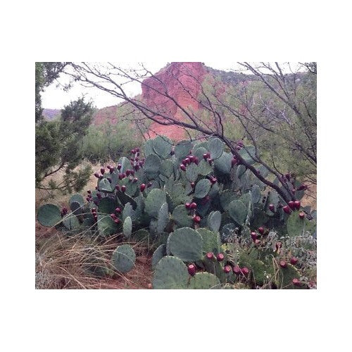 Yellow Orange Opuntia Cold Hardy Prickly Pear Cactus Ruffled Large Fade Flowers Heirloom Non Gmo [neera-v5-45931f5c337890fdfc3c]